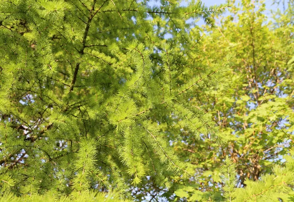 Zielona Gałąź Modrzewia Świeżymi Liśćmi Podświetlona Słońcem Naturalne Wiosenne Tło — Zdjęcie stockowe
