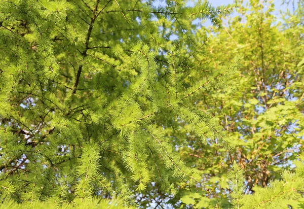 Rama Verde Alerce Con Hojas Frescas Retroiluminadas Por Sol Fondo — Foto de Stock