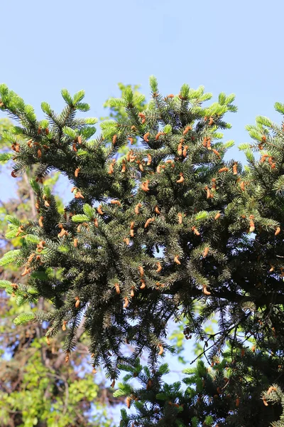 Belos Ramos Árvore Conífera Primavera Com Brotos Frescos Contra Céu — Fotografia de Stock