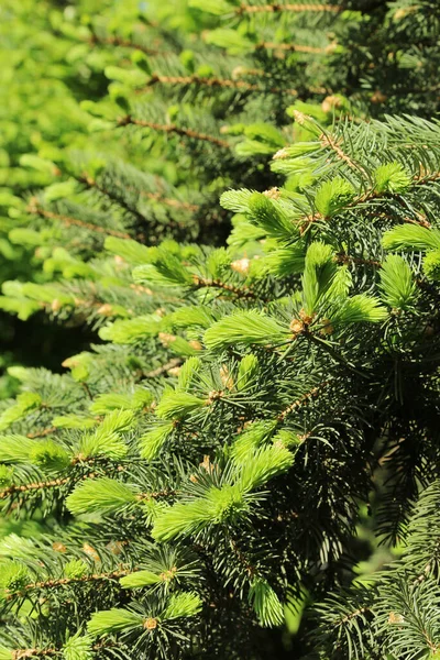 Beautiful Branches Spring Coniferous Tree Fresh Green Sprouts — Stock Photo, Image