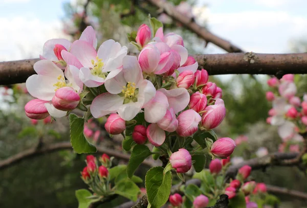 Hermosas Flores Rosadas Delicadas Manzano Primaveral —  Fotos de Stock