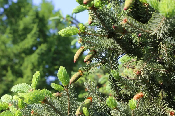 Όμορφο Κλαδί Από Ανοιξιάτικο Κωνοφόρο Δέντρο Φρέσκους Νεαρούς Κώνους — Φωτογραφία Αρχείου