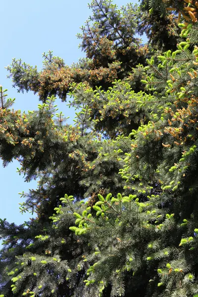 Hermosas Ramas Árbol Coníferas Primavera Con Brotes Frescos Contra Cielo —  Fotos de Stock