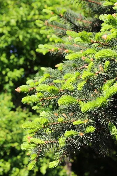 Beautiful Branches Spring Coniferous Tree Fresh Green Sprouts — Stock Photo, Image