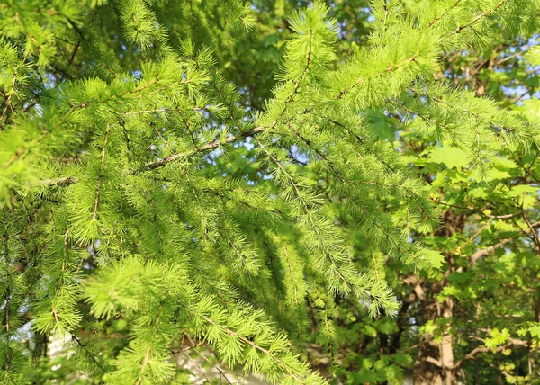 新鮮な葉を持つカラマツの緑の枝 自然な春の背景 — ストック写真