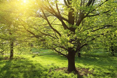 Parktaki güneşin aydınlattığı güzel yeşil meşe ağacı.