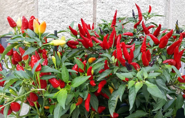 Dekorativní Červená Paprika Rostlina Podobě Pouliční Dekorace Detailní Záběr — Stock fotografie