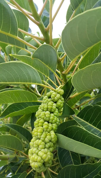 Phytolacca Dioica Nebo Lakonos Dioecious Krásné Větve Ovocem — Stock fotografie