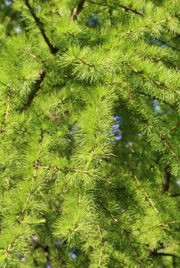 Taze yapraklı yeşil bir tarla kuşu. Güneş arkadan aydınlatıyor, doğal bahar arkaplanı.