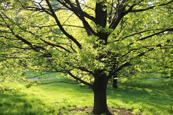 Bela Árvore Carvalho Verde Iluminada Pelo Sol Parque — Fotografia de Stock