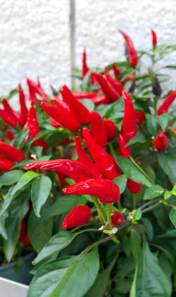 Dekorativní Červená Paprika Rostlina Podobě Pouliční Dekorace Detailní Záběr — Stock fotografie