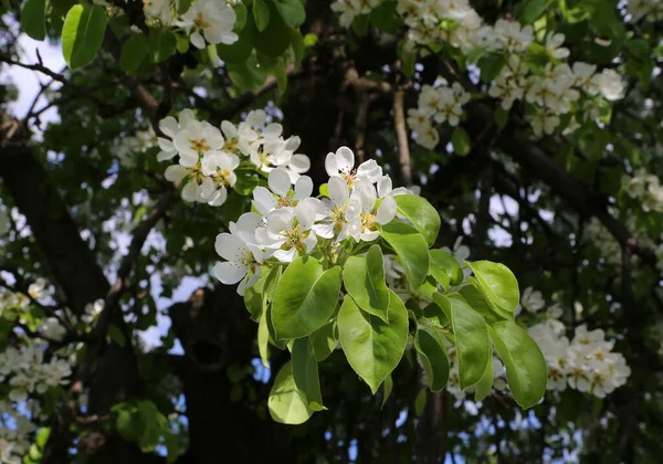 Krásná Větev Bílými Flovery Jarního Ovocného Stromu Detailní Záběr Jarní — Stock fotografie