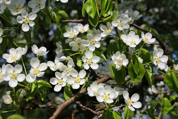 Beautiful Branch White Flovers Spring Fruit Tree Lit Sun Close — Stock Photo, Image