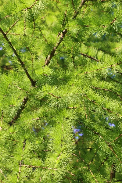 Green Branch Larch Fresh Leaves Backlit Sun Natural Spring Background — Stock Photo, Image