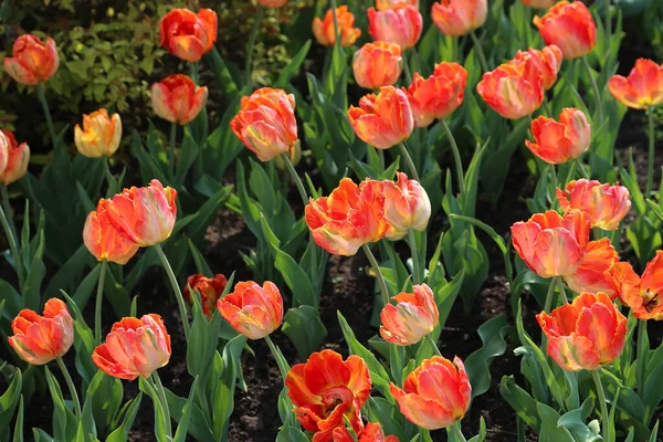 Яркие Тюльпаны Улице Солнечном Свете — стоковое фото