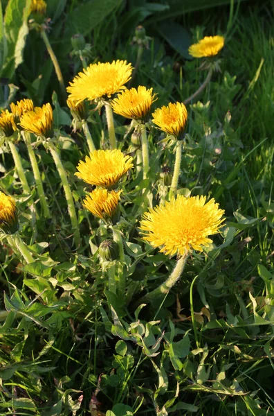 Belos Dentes Leão Amarelos Brilhantes Iluminados Pelo Sol Florescendo Primavera — Fotografia de Stock