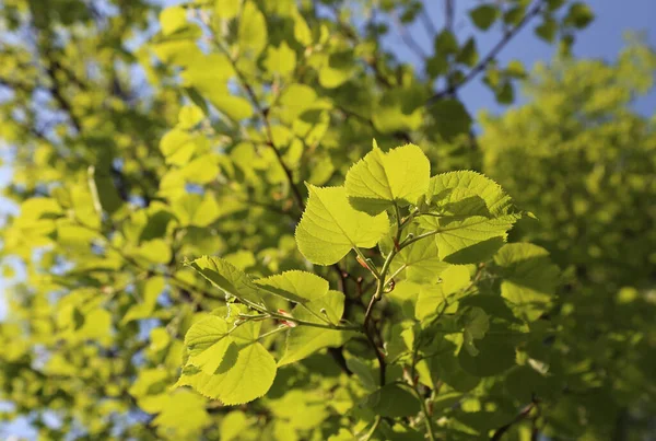 Folhagem Verde Fresca Tília Primavera Iluminada Pela Luz Solar Close — Fotografia de Stock