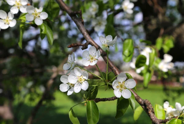 Bahar Meyvesi Ağacından Beyaz Çiçekleri Olan Güzel Bir Dal Bahçeye — Stok fotoğraf