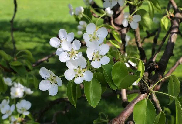 Beautiful Branch White Flovers Spring Fruit Tree Close Spring Garden — Stock Photo, Image