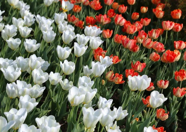 Bonitas Tulipas Coloridas Brilhantes Iluminadas Pela Luz Solar Close Jardim — Fotografia de Stock