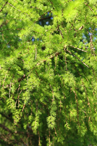 Zielona Gałąź Modrzewia Świeżymi Liśćmi Podświetlona Słońcem Naturalne Wiosenne Tło — Zdjęcie stockowe