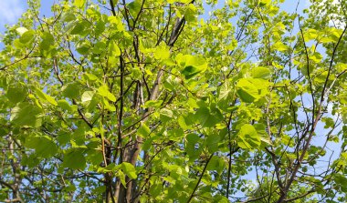 Bahar ıhlamur ağacının taze yeşil yaprakları mavi gökyüzüne karşı güneş ışığıyla aydınlanıyor.