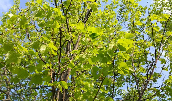 Follaje Verde Fresco Tilo Primavera Iluminado Por Luz Del Sol — Foto de Stock