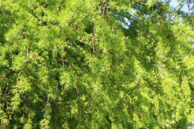 Taze yapraklı karaçam dalları, doğa arka planı.