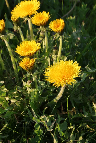 Beautiful Bright Yellow Dandelions Lit Sun Blooming Spring Close — Stock Photo, Image