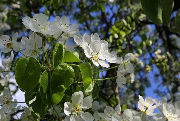 Schöner Zweig Mit Weißen Blüten Des Frühlingsfruchtbaums Nahaufnahme Frühlingsgarten — Stockfoto