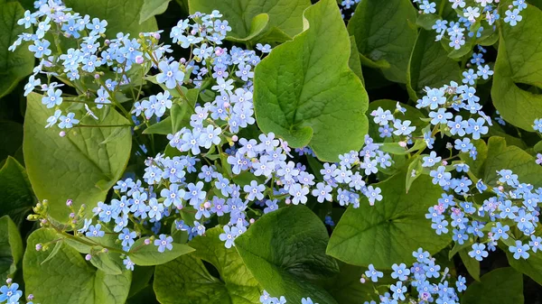 Små Blå Ljusa Blommor Glömma Mig Inte Vårparken — Stockfoto