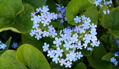 Bahar parkında küçük mavi parlak çiçekler.