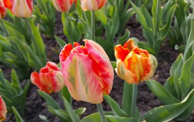 Bahar bahçesinde parlak, güzel laleler.