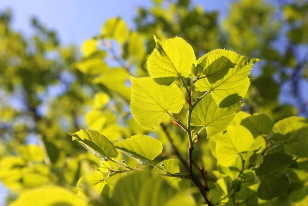 Frisches Grünes Laub Der Frühlingslinde Licht Der Sonne Nahaufnahme — Stockfoto