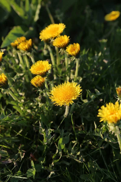 Beautiful Bright Yellow Dandelions Lit Evening Sun Blooming Spring Close — Stock Photo, Image