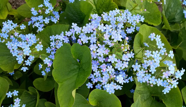 Små Blå Ljusa Blommor Glömma Mig Inte Vårparken — Stockfoto