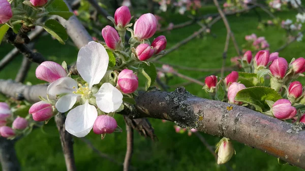Beautiful Branch Delicate Flowers Spring Apple Tree Close Garden — Stock Photo, Image