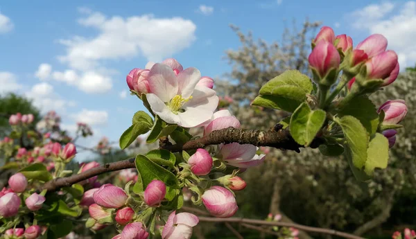 Schöner Zweig Mit Zarten Blüten Des Frühlingsapfelbaums Nahaufnahme Gegen Den — Stockfoto