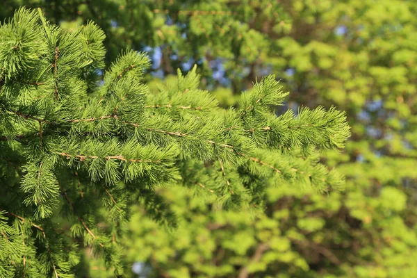 Зеленая Ветвь Лиственницы Свежими Листьями Натуральный Весенний Фон — стоковое фото
