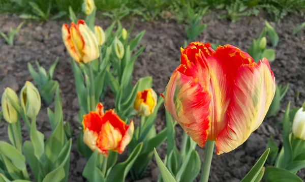Красивый Яркий Красочный Тюльпан Крупным Планом Весеннем Саду — стоковое фото