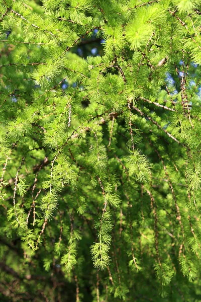 Grön Gren Lärk Med Färska Blad Upplysta Solljus Naturlig Vår — Stockfoto