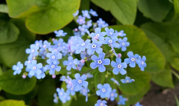 Små Blå Ljusa Blommor Glömma Mig Inte Vårparken Närbild — Stockfoto