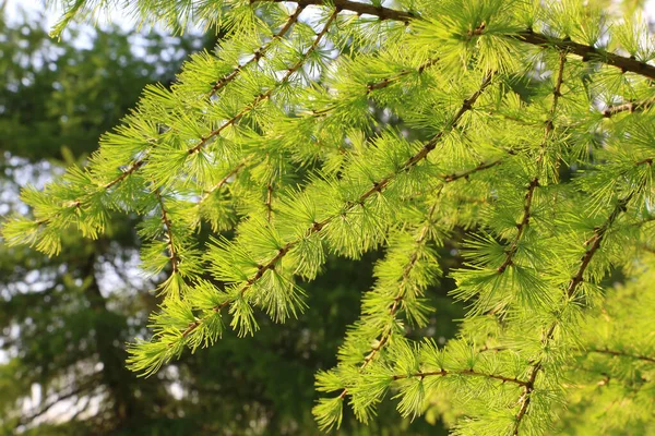 Zelená Větev Modřínu Čerstvými Listy Přírodní Jarní Pozadí — Stock fotografie