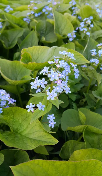 Small Blue Bright Flowers Forget Nots Spring Park Close — Stock Photo, Image