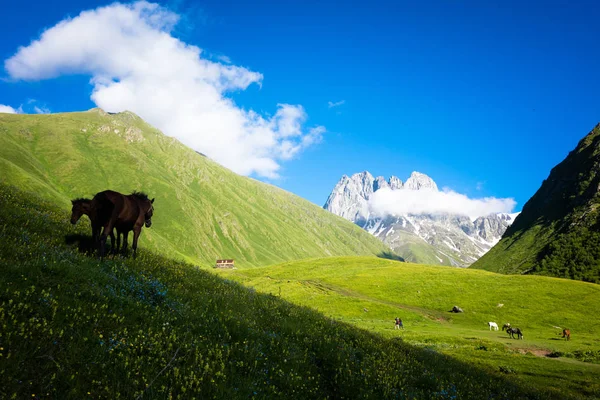 Paarden in de prachtige bergdal — Stockfoto