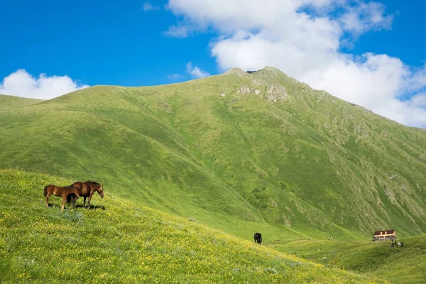 Cavalli nella splendida valle di montagna — Foto Stock