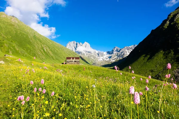 De bloemen van de berg in de vallei. Chauhi pieken — Stockfoto