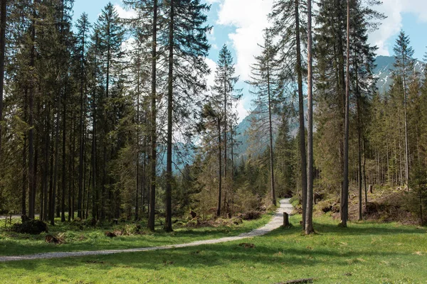 Hiking trail in green summer forest leading to high mountain — Stock Photo, Image