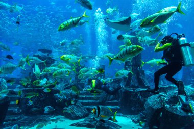 Hotel Atlantis Dubai büyük akvaryum 