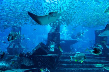 Hotel Atlantis Dubai büyük akvaryum 